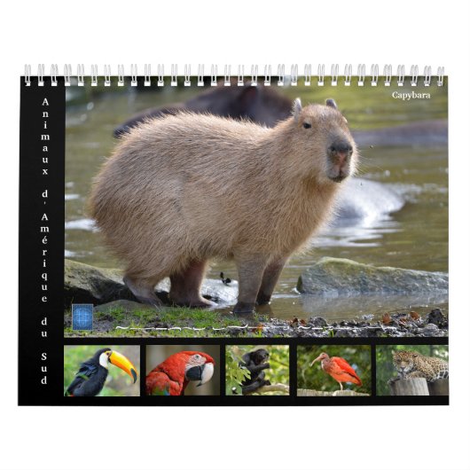 Diverse dieren in Zuid-Amerika: 12-maandkalender Kalender (Hoes)