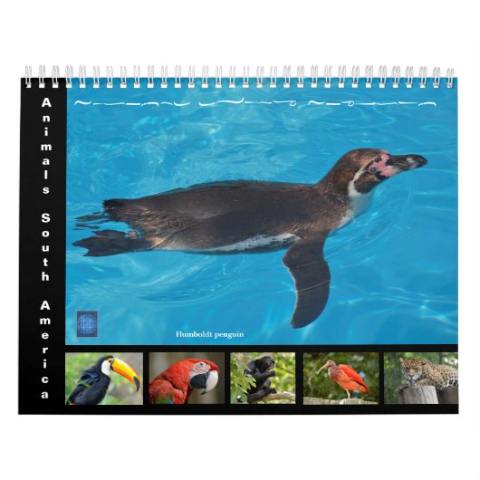 Diverse dieren in Zuid-Amerika: 12-maandkalender Kalender (Hoes)