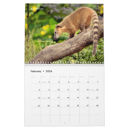 Diverse dieren in Zuid-Amerika: 12-maandkalender Kalender (Feb 2026)