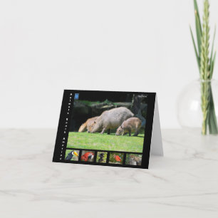 Diverse dieren van Zuid-Amerika Bedankkaart