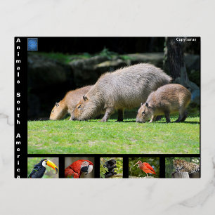 Diverse dieren van Zuid-Amerika Folie Feestdagen Briefkaart