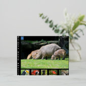 Diverse dieren van Zuid-Amerika Folie Feestdagen Briefkaart (Staand Voorkant)