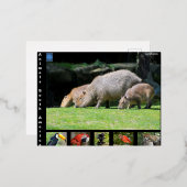 Diverse dieren van Zuid-Amerika Folie Feestdagen Briefkaart (Voorkant / Achterkant)