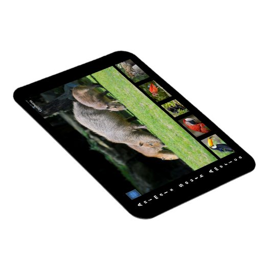 Diverse dieren van Zuid-Amerika Magneet (Rechterzijde)