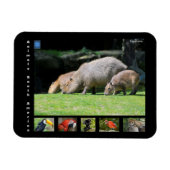 Diverse dieren van Zuid-Amerika Magneet (Horizontaal)