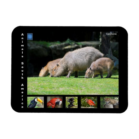 Diverse dieren van Zuid-Amerika Magneet (Horizontaal)