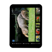 Diverse dieren van Zuid-Amerika Magneet (Verticaal)