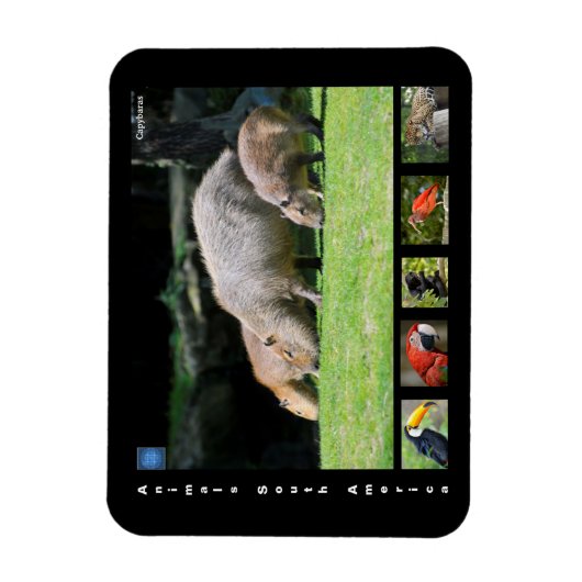 Diverse dieren van Zuid-Amerika Magneet (Verticaal)