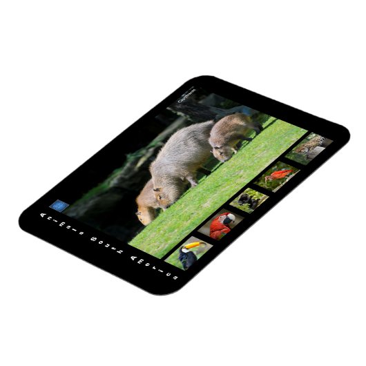 Diverse dieren van Zuid-Amerika Magneet (Linkerzijde)