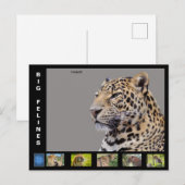 Diverse grote katachtige feestdagenkaart (Voorkant / Achterkant)