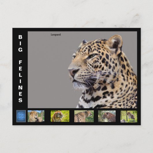 Diverse grote katachtige feestdagenkaart (Voorkant)