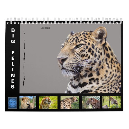Diverse grote katten-achtige kalender van 12 maand (Hoes)