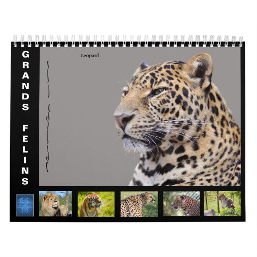 Diverse grote katten-achtige kalender van 12 maand (Hoes)