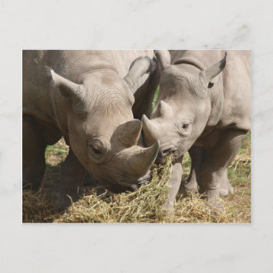 Diverse - Hongaars Black Rhinoceros Pattern Briefkaart