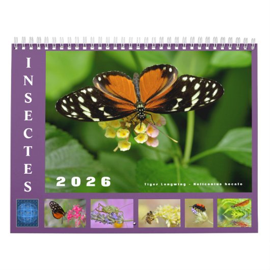 Diverse insecten, kalender van 12 maanden (Hoes)