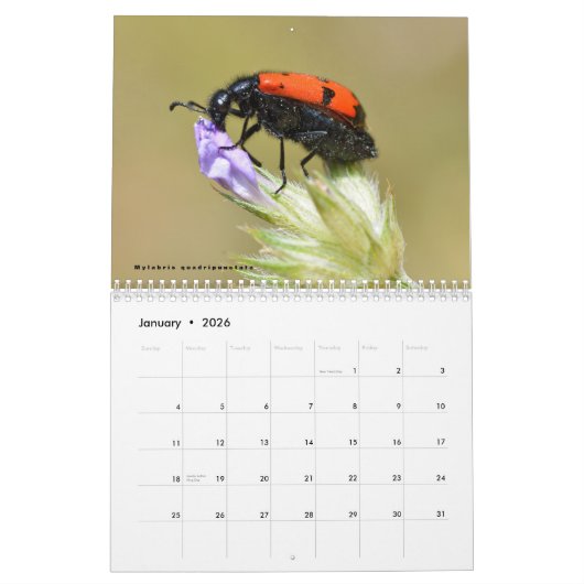 Diverse insecten, kalender van 12 maanden (Jan 2026)