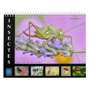 Diverse insecten, kalender van 12 maanden