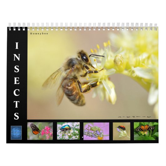 Diverse insecten, kalender van 12 maanden (Hoes)