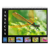 Diverse insecten, kalender van 12 maanden (Hoes)