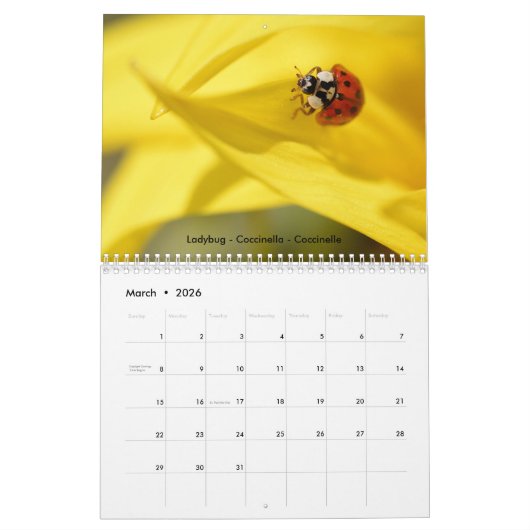 Diverse insecten voor de kalender van 2023 (Mar 2026)