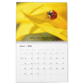 Diverse insecten voor kalender (Mar 2026)