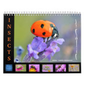 Diverse insecten voor kalender (Hoes)