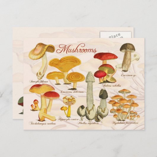 Diverse paddenstoelen briefkaart (Voorkant / Achterkant)