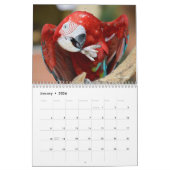 Diverse papegaaien 12-maandenkalender kalender (Jan 2026)