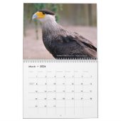 Diverse roofvogels 12-maandenkalender kalender (Mar 2026)