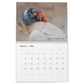 Diverse roofvogels kalender (Feb 2026)