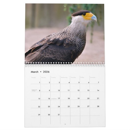 Diverse roofvogels kalender (Mar 2026)