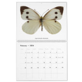 Diverse vlinders 2023 kalender (Feb 2026)