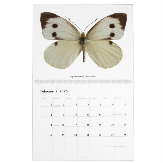 Diverse vlinders 2023 kalender (Feb 2026)