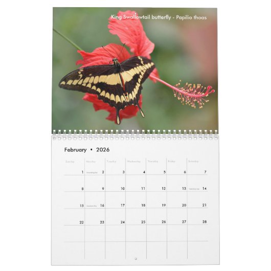 Diverse vlinders kalender (Feb 2026)