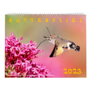 Diverse vlinders voor kalender 2023