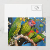 Diverse vogels briefkaart (Voorkant / Achterkant)