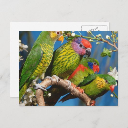 Diverse vogels briefkaart (Voorkant / Achterkant)