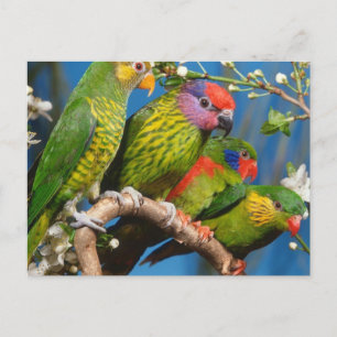 Diverse vogels briefkaart