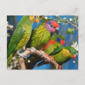 Diverse vogels briefkaart (Voorkant)