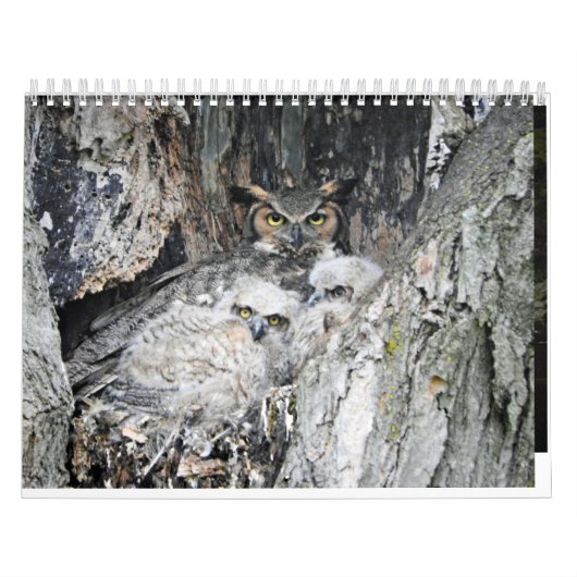 Diverse vogels en eenden kalender (Hoes)