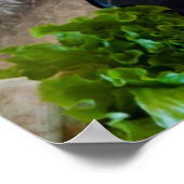 Diverse zeehonden poster (Hoek)