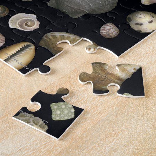 Diverse zeeschelpen legpuzzel (Zijkant)