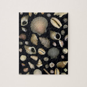 Diverse zeeschelpen legpuzzel