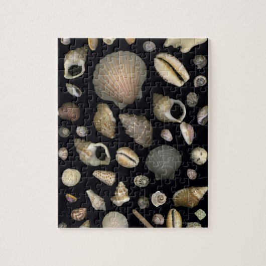 Diverse zeeschelpen legpuzzel (Verticaal)