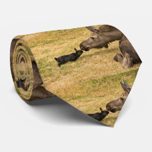 Diversiteit Stropdas