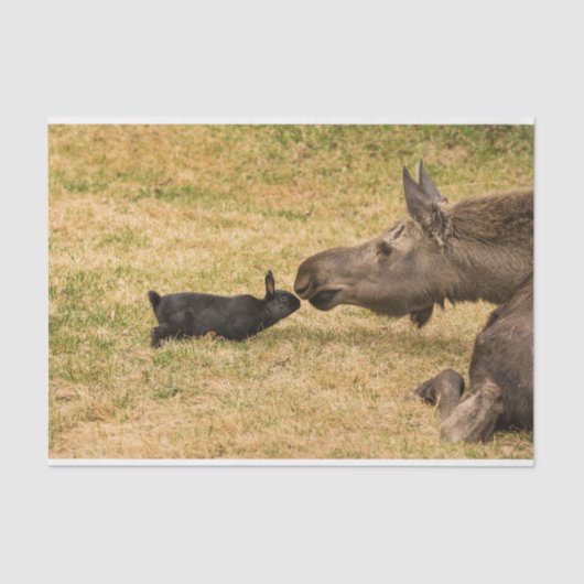 Diversiteit Tissuepapier (Voorkant)