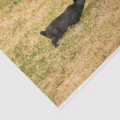 Diversiteit Tissuepapier (Detail)