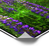 Diversiteit uitgedrukt in een lupine veld poster (Hoek)