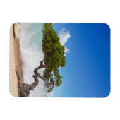 Divi Divi Boom, Eagle Beach, Aruba, Cariben Magneet (Horizontaal)