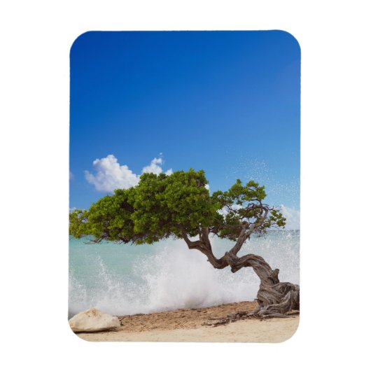 Divi Divi Boom, Eagle Beach, Aruba, Cariben Magneet (Verticaal)